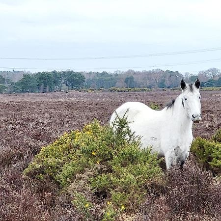 In The Heart Of The New Forest Fordingbridge Luaran gambar