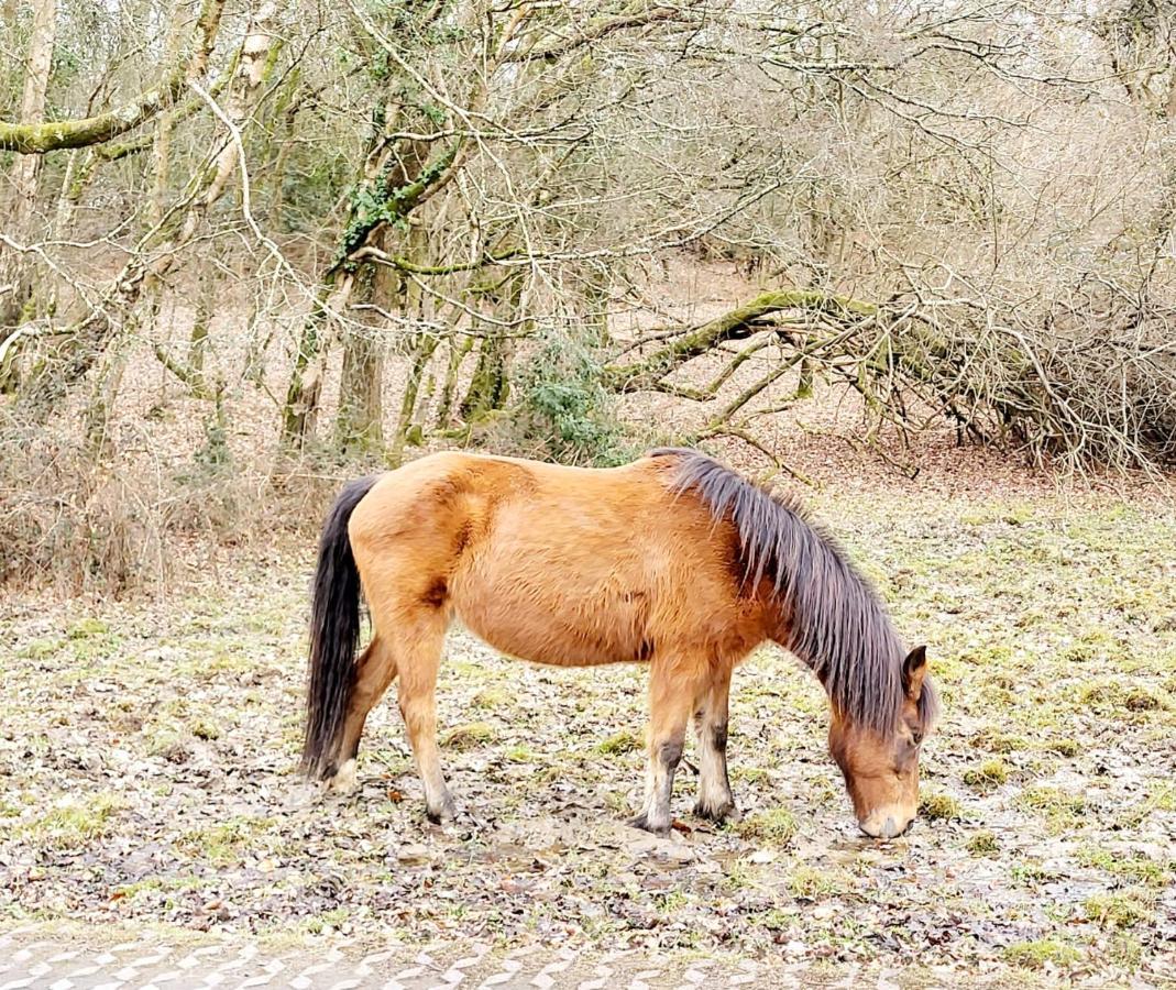 In The Heart Of The New Forest Fordingbridge Luaran gambar