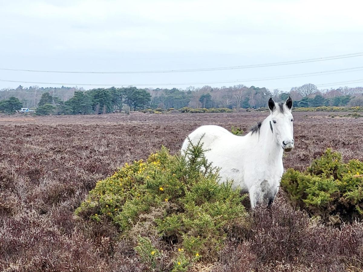 In The Heart Of The New Forest Fordingbridge Luaran gambar